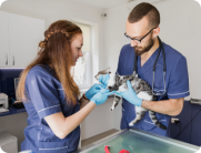 SEO Keyword for Veterinarians